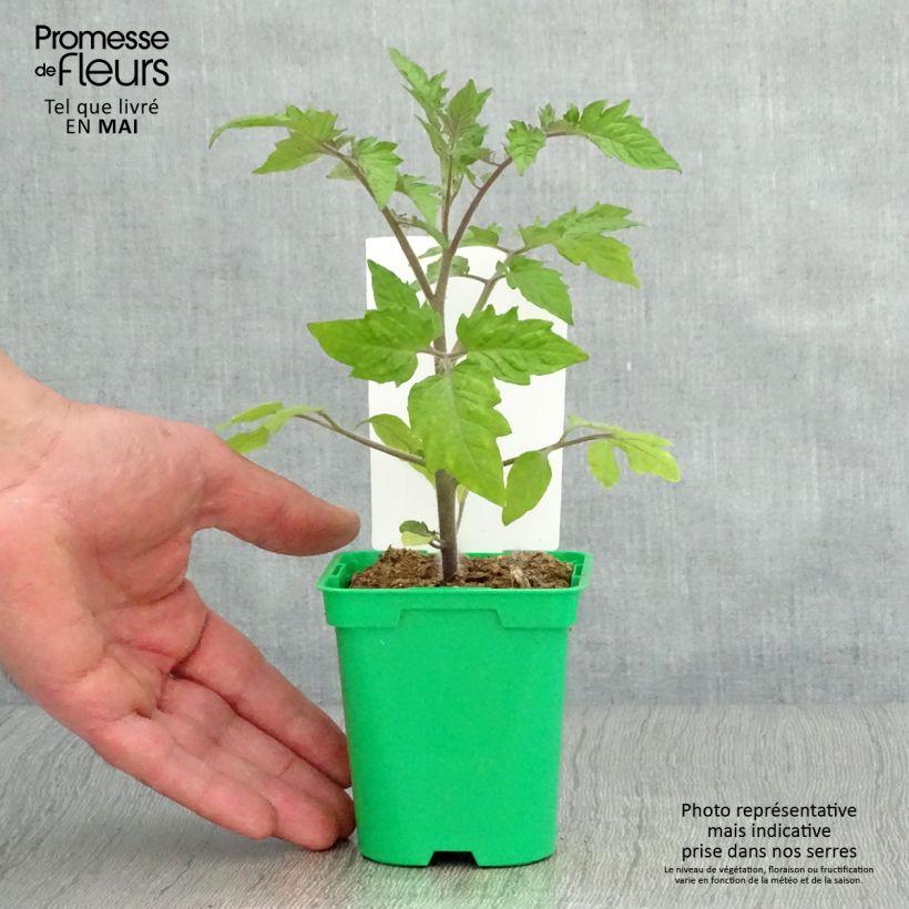 Spécimen de Tomate Roma VF en plants - Tomate allongée Pot de 10 cm/11cm tel que livré au printemps