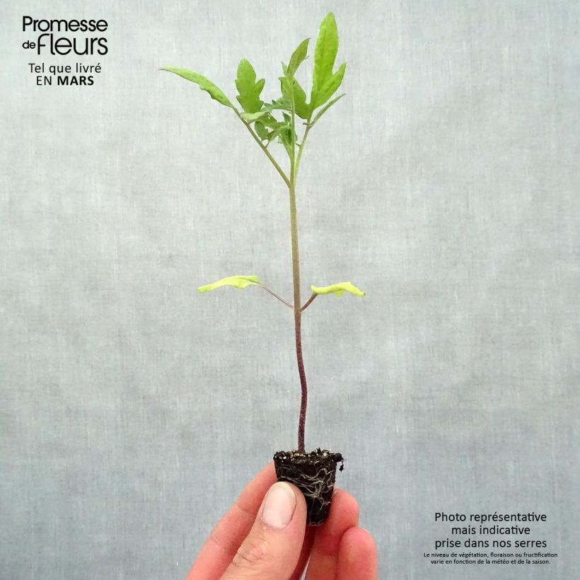 Spécimen de Tomate Rose Crush BIO Mini-motte Ø 3/4 cm tel que livré au printemps