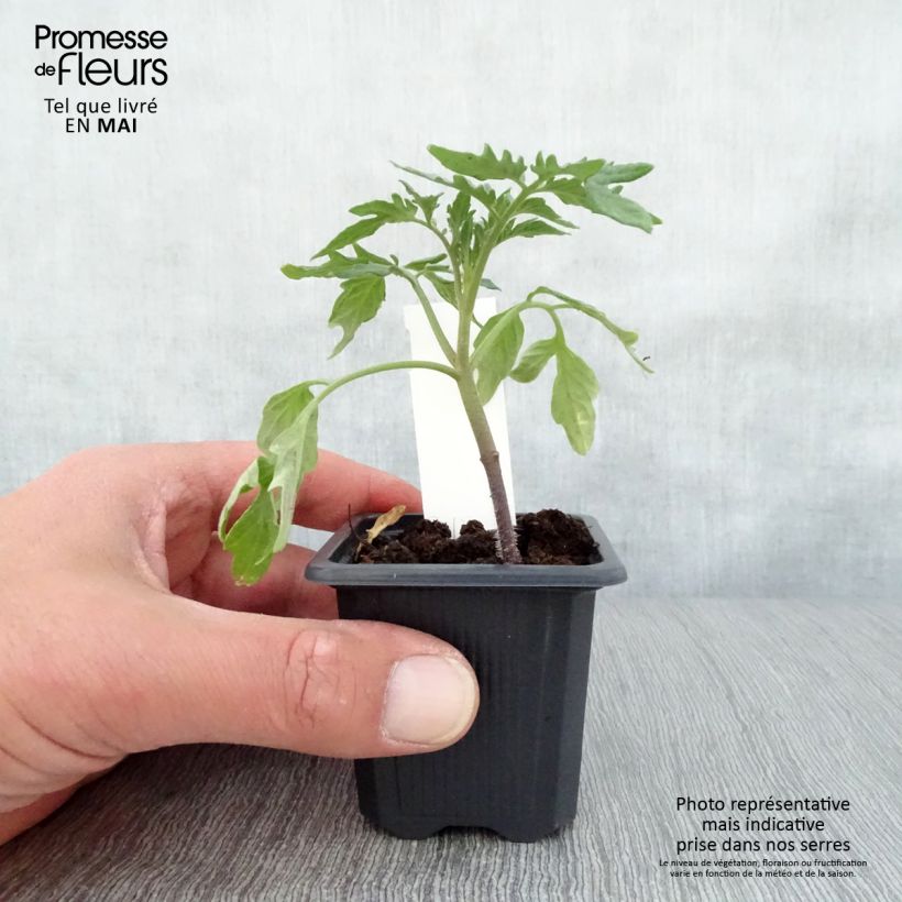 Spécimen de Tomate Rose de Berne en plants Godet de 7/8 cm tel que livré au printemps