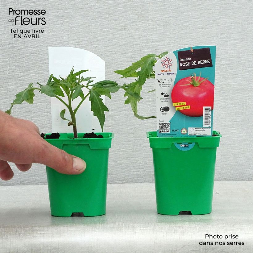 Spécimen de Tomate Rose de Berne en plants Pot de 10 cm/11cm tel que livré au printemps