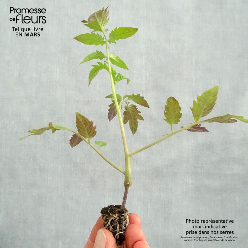 Spécimen de Tomate Russe en plants GREFFES BIO rouge en mini-mottes  Mini-motte Ø 1,5/2,5 cm tel que livré au printemps