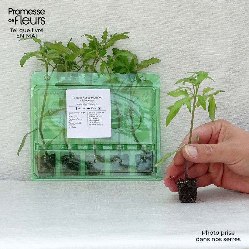 Spécimen de Tomate Russe rouge en plants Mini-motte Ø 3/4 cm, Livré en hauteur de 5 à 10 cm tel que livré au printemps