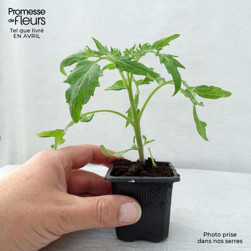 Spécimen de Tomate Saint-Pierre en plants Godet de 7/8 cm tel que livré au printemps
