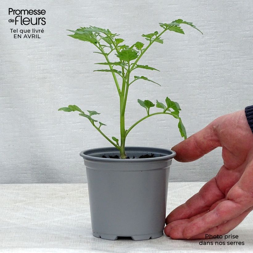Spécimen de Tomate Santonio F1 en plants GREFFES - Tomate cerise Godet de 8/9 cm tel que livré au printemps