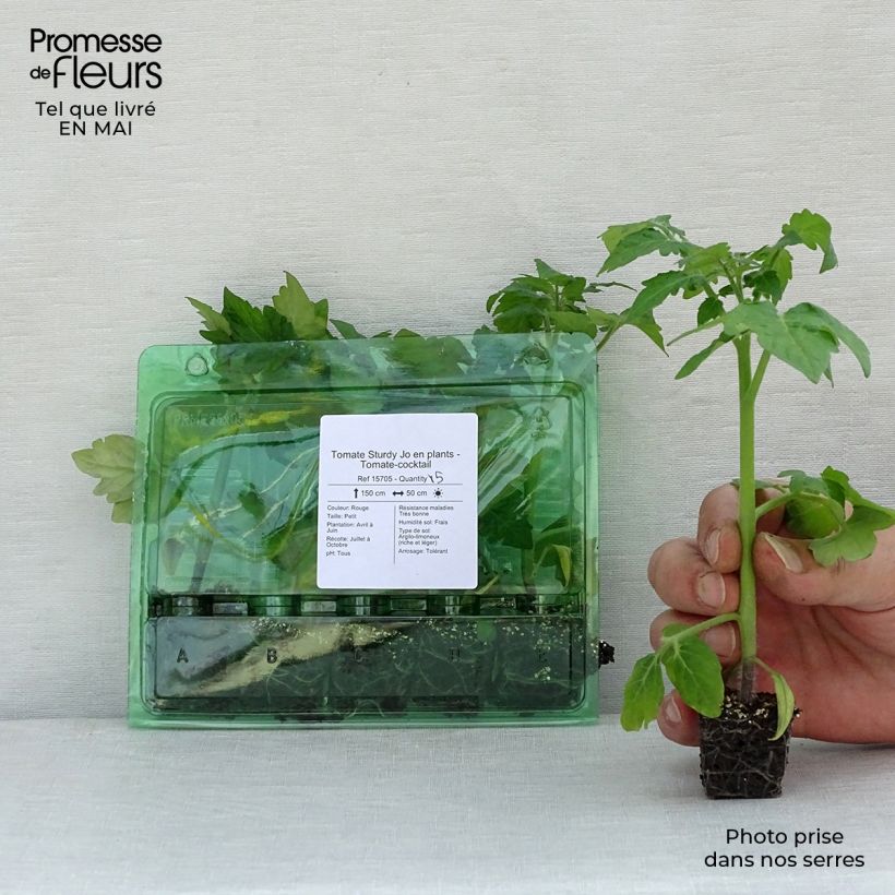 Spécimen de Tomate Sturdy Jo en plants - Tomate-cocktail Mini-motte Ø 3/4 cm tel que livré au printemps
