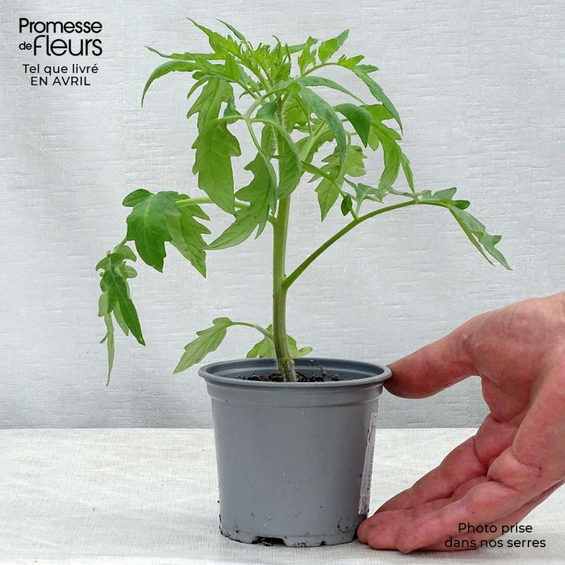 Spécimen de Tomate Supersteak F1 en plants GREFFES - La Sélection du Chef Godet de 8/9 cm tel que livré au printemps
