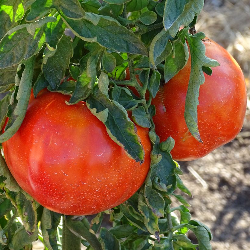 Tomate Supersteak F1 - La Sélection du Chef (Harvest)