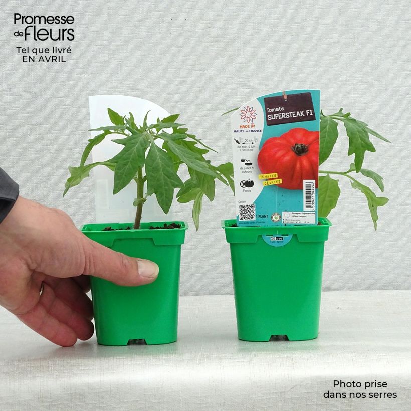 Spécimen de Tomate Supersteak F1 en plant - La Sélection du Chef Pot de 10 cm/11cm tel que livré au printemps