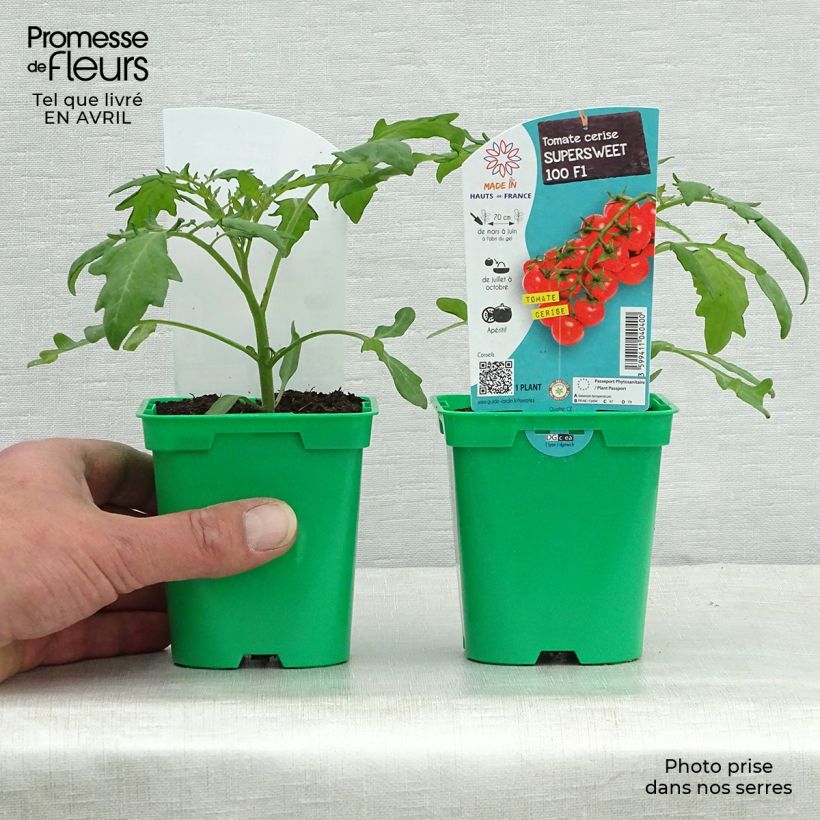 Spécimen de Tomate Supersweet 100 F1 en plants - Tomate cerise Pot de 10 cm/11cm tel que livré au printemps