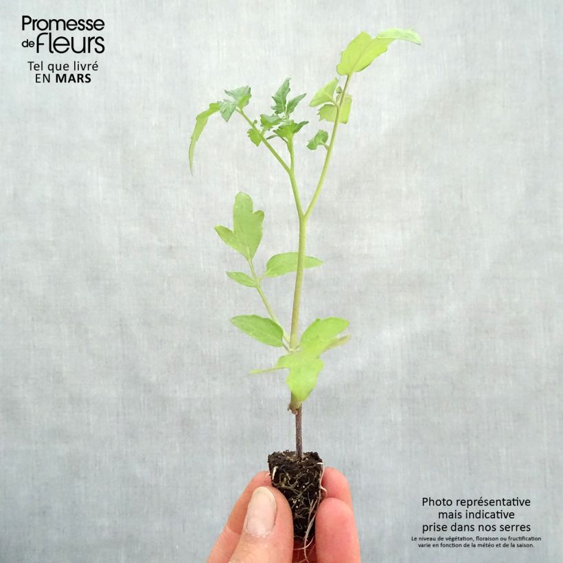 Spécimen de Tomate Supersweet 100 en plants GREFFES BIO - F1 en mini-mottes Mini-motte Ø 1,5/2,5 cm tel que livré au printemps