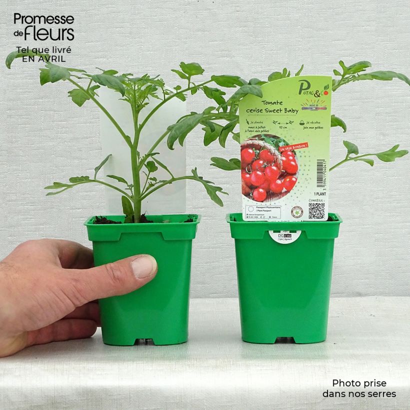 Spécimen de Tomate Sweetbaby F1 en plants - Tomate-cerise Pot de 10 cm/11cm tel que livré au printemps