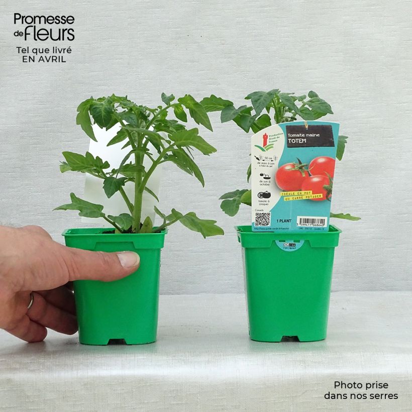 Spécimen de Tomate Totem F1 en plants Pot de 10 cm/11cm tel que livré au printemps