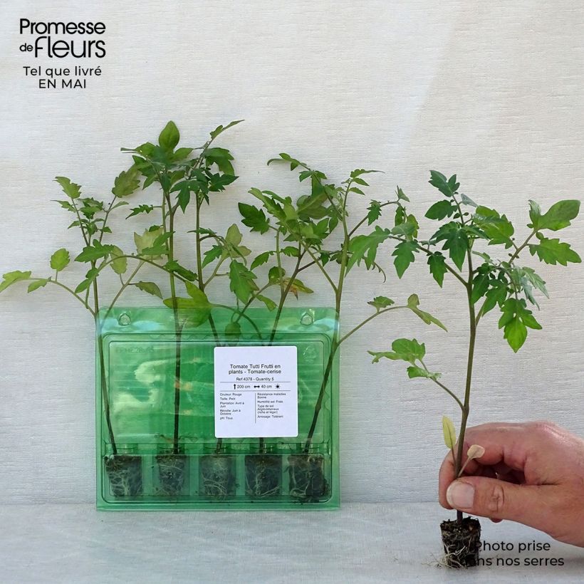 Spécimen de Tomate Tutti Frutti en plants - Tomate-cerise Mini-motte Ø 3/4 cm, Livré en hauteur de 5 à 10 cm tel que livré au printemps