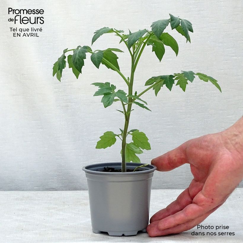 Spécimen de Tomate Tutti Frutti en plants - Tomate-cerise Godet de 8/9 cm tel que livré au printemps