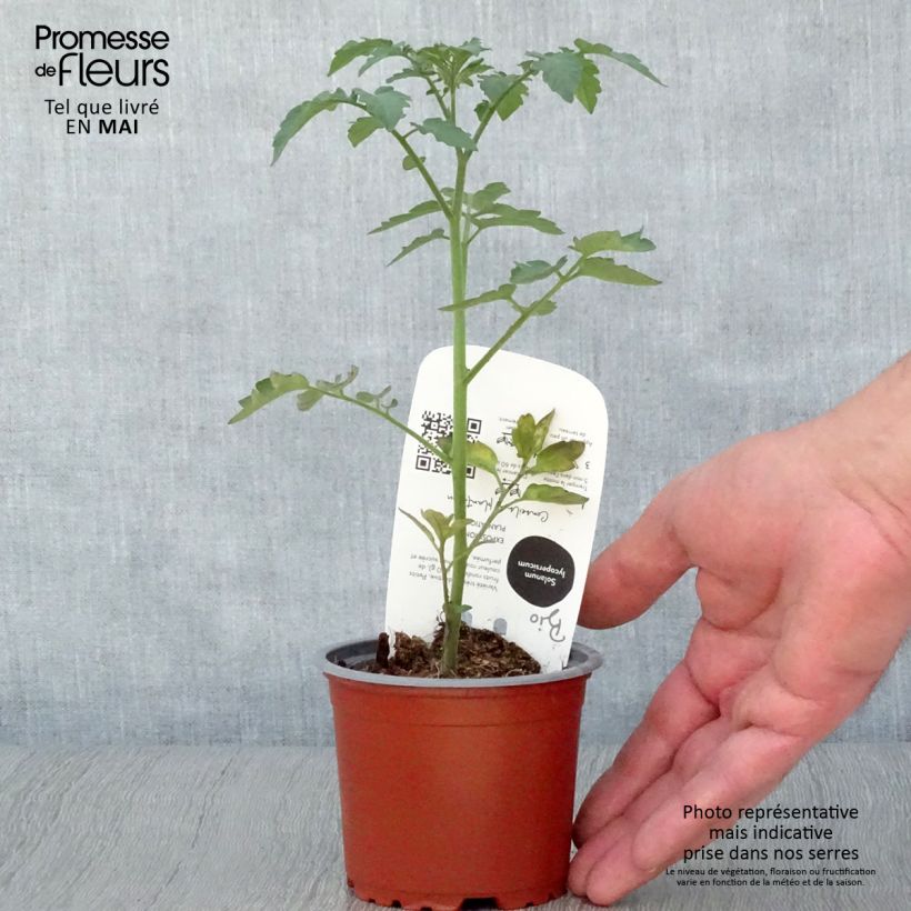 Spécimen de Tomate cerise Gusta Mini Red en plant Bio Pot de 10 cm/11cm tel que livré au printemps