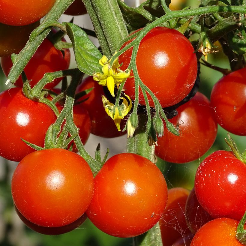 Tomate cerise Gusta Mini Red en plant Bio (Récolte)