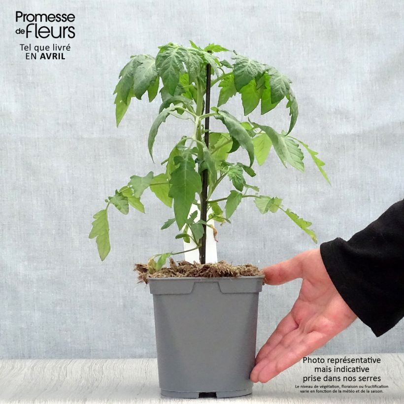 Spécimen de Tomate cerise Supersweet 100 F1 en plants GREFFES Pot de 2L/3L tel que livré au printemps