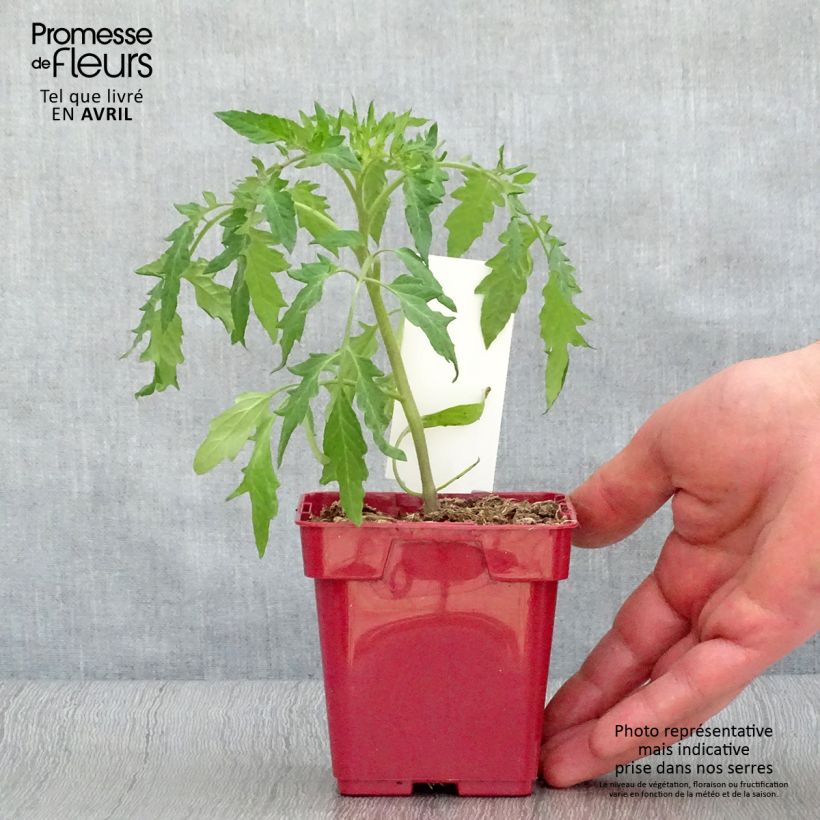 Spécimen de Tomate cœur de bœuf rose (Cuor di Bue Rose) en pot Pot de 10 cm/11cm tel que livré au printemps