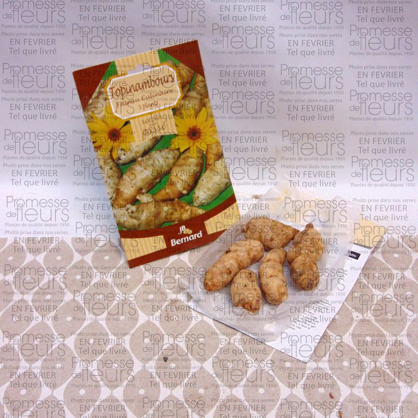 Exemple de spécimen de Topinambours Fuseau Culinaire - Helianthus tuberosus Pièce, 5 plants tel que livré