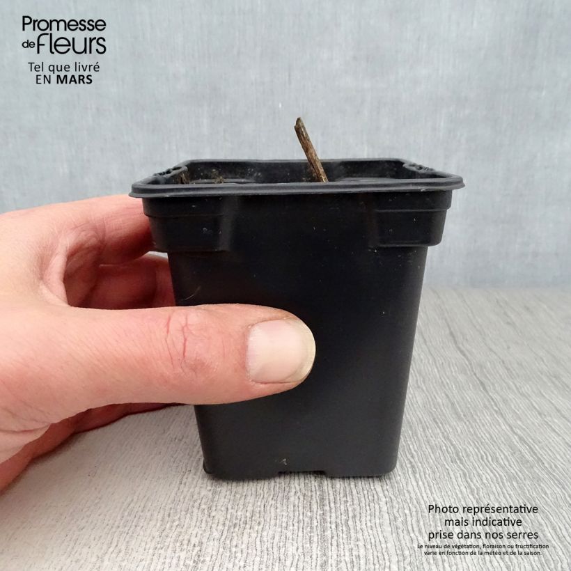 Spécimen de Topinambours Roses BIO - Helianthus tuberosus en godet Godet de 7/8 cm tel que livré au printemps