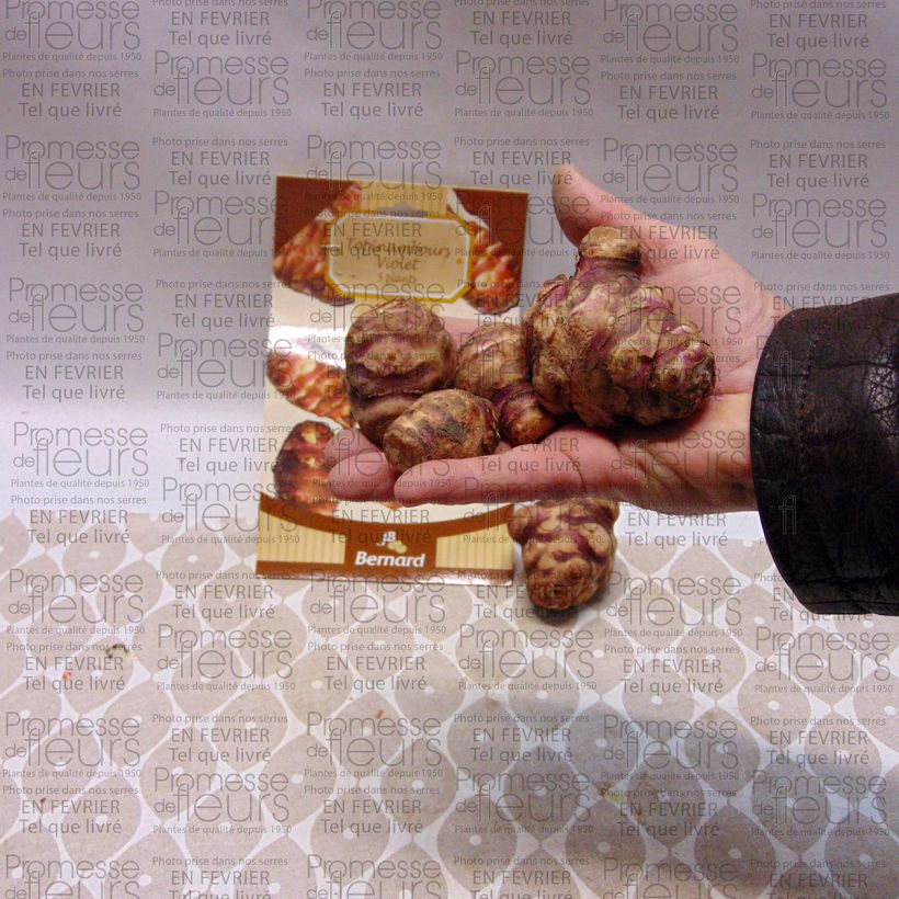 Exemple de spécimen de Topinambours Violets - Helianthus tuberosus en plants Pièce, 5 plants tel que livré