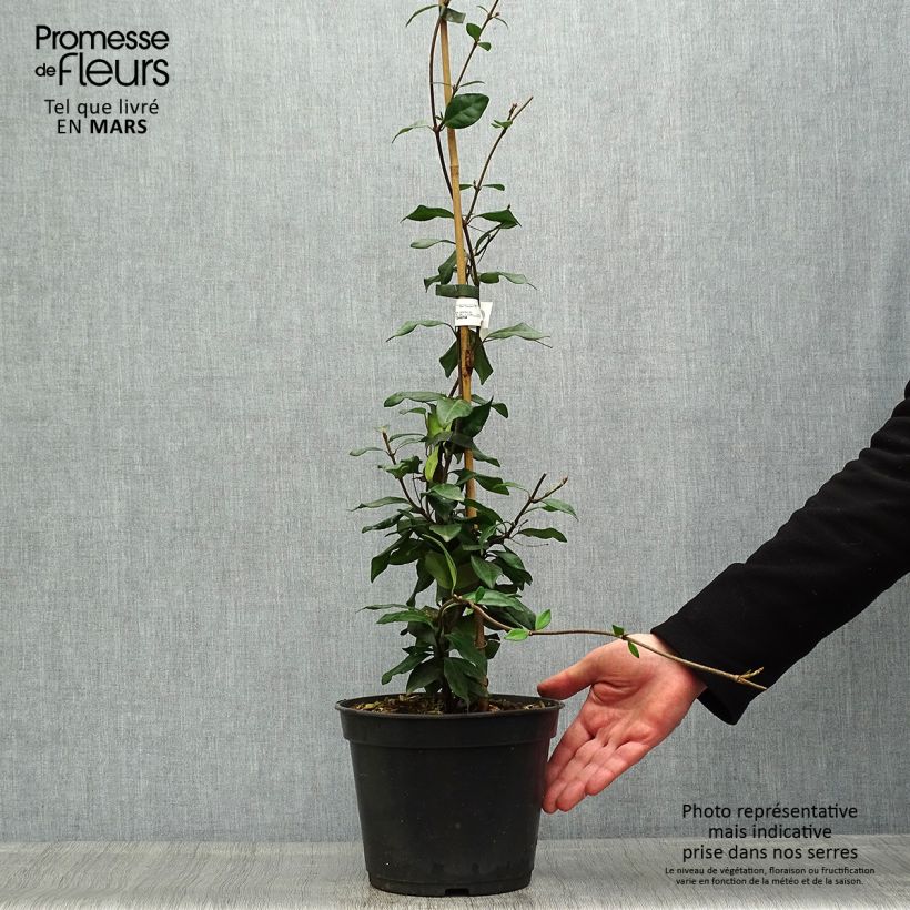 Example of Trachelospermum asiaticum Chili & Vanilla - Faux-jasmin  Pot de 3L/4L as you get in printemps