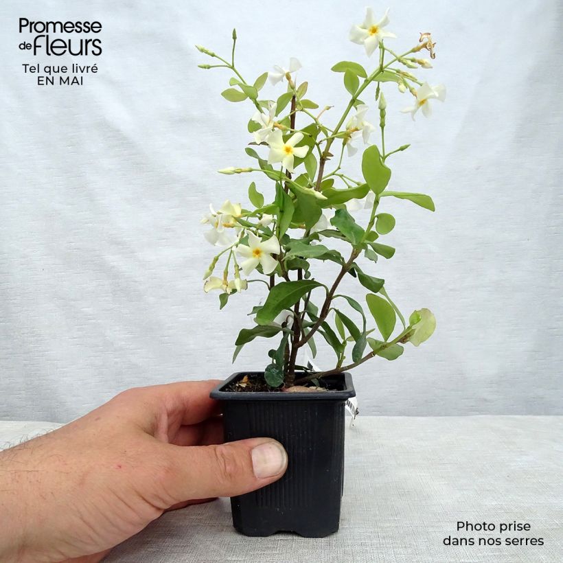 Spécimen de Trachelospermum asiaticum - Faux jasmin jaune Godet de 8/9 cm tel que livré au printemps