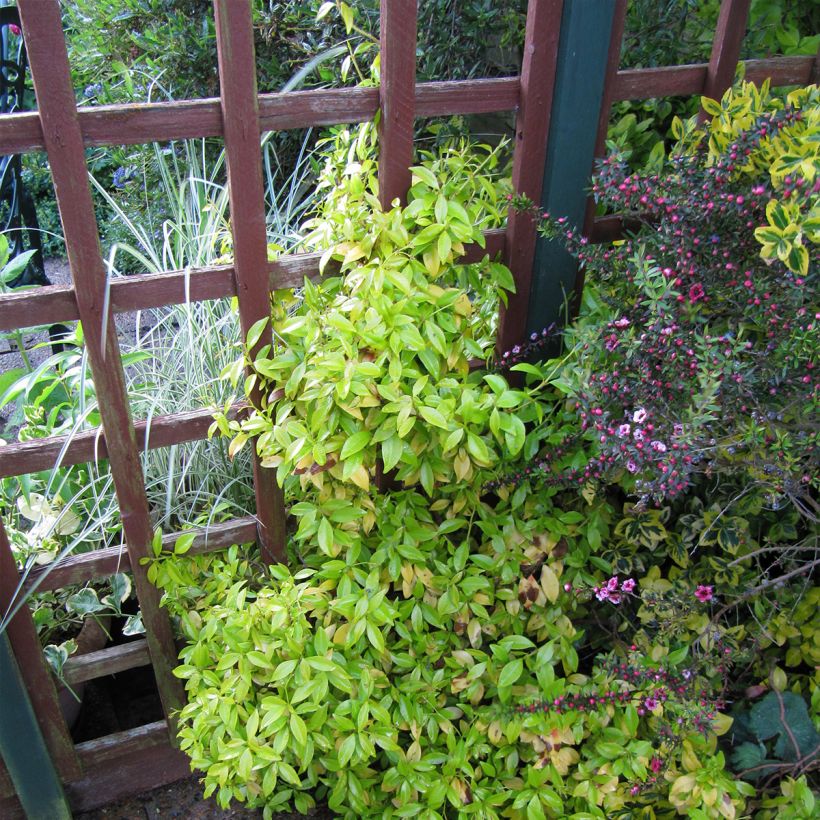 Trachelospermum asiaticum Golden Memories (Plant habit)