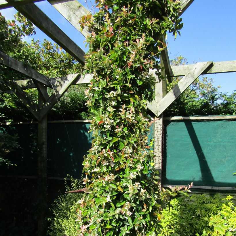 Trachelospermum asiaticum Goshiki Chirimen - jasmin étoilé (Plant habit)