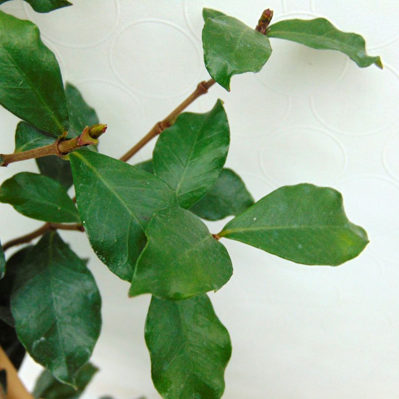 Trachelospermum asiaticum Pink Showers - Jasmin étoilé (Foliage)