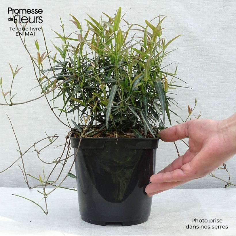 Example of Trachelospermum asiaticum Theta - Jasmin étoilé Pot de 3L/4L as you get in printemps