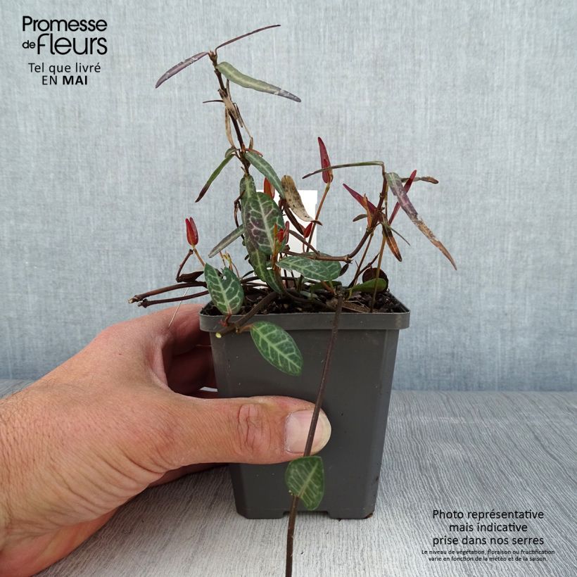 Example of Trachelospermum asiaticum Theta - Jasmin étoilé Godet de 8/9 cm as you get in printemps