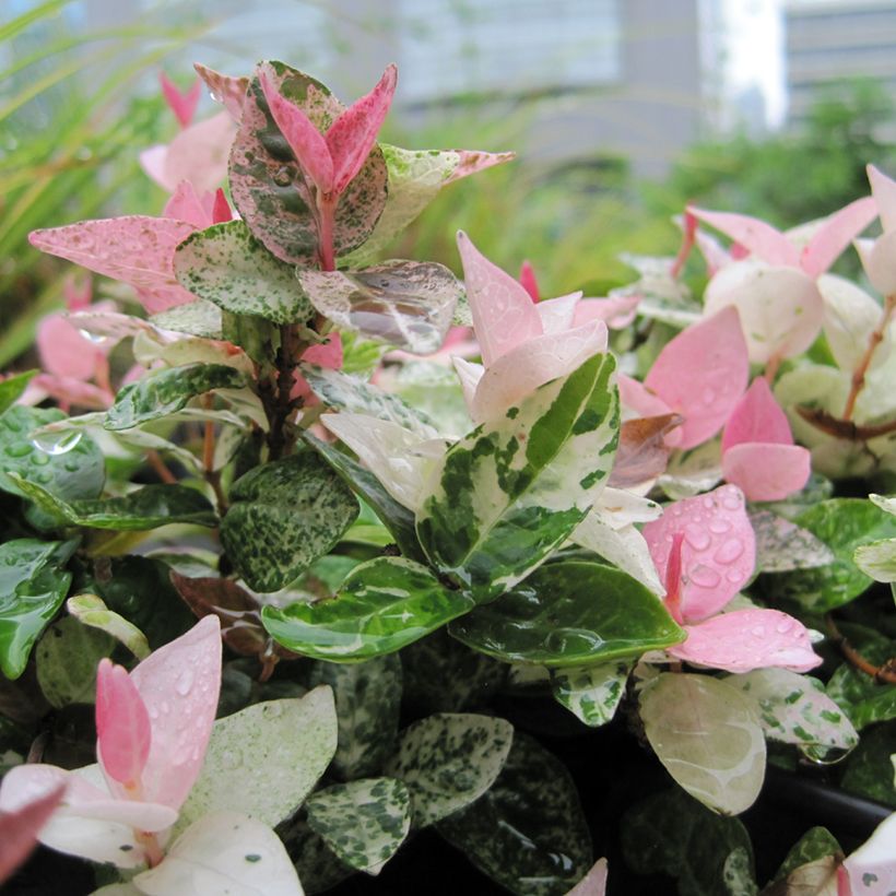 Trachelospermum asiaticum Tricolor - Jasmin étoilé panaché (Feuillage)