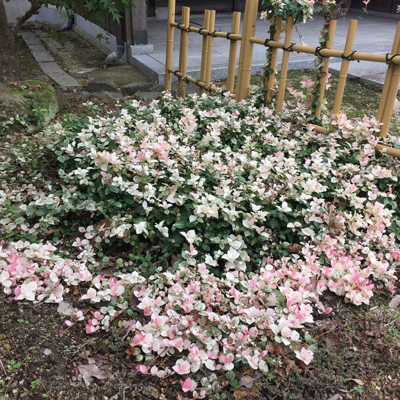 Trachelospermum asiaticum Tricolor - Jasmin étoilé panaché (Port)