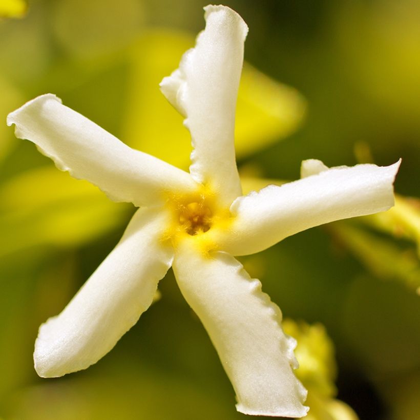 Trachelospermum asiaticum Chili & Vanilla - Faux-jasmin  (Flowering)