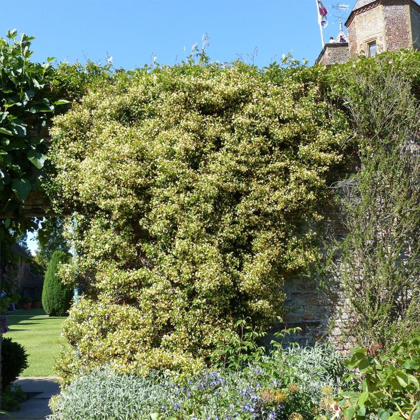 Trachelospermum asiaticum Chili & Vanilla - Faux-jasmin  (Plant habit)