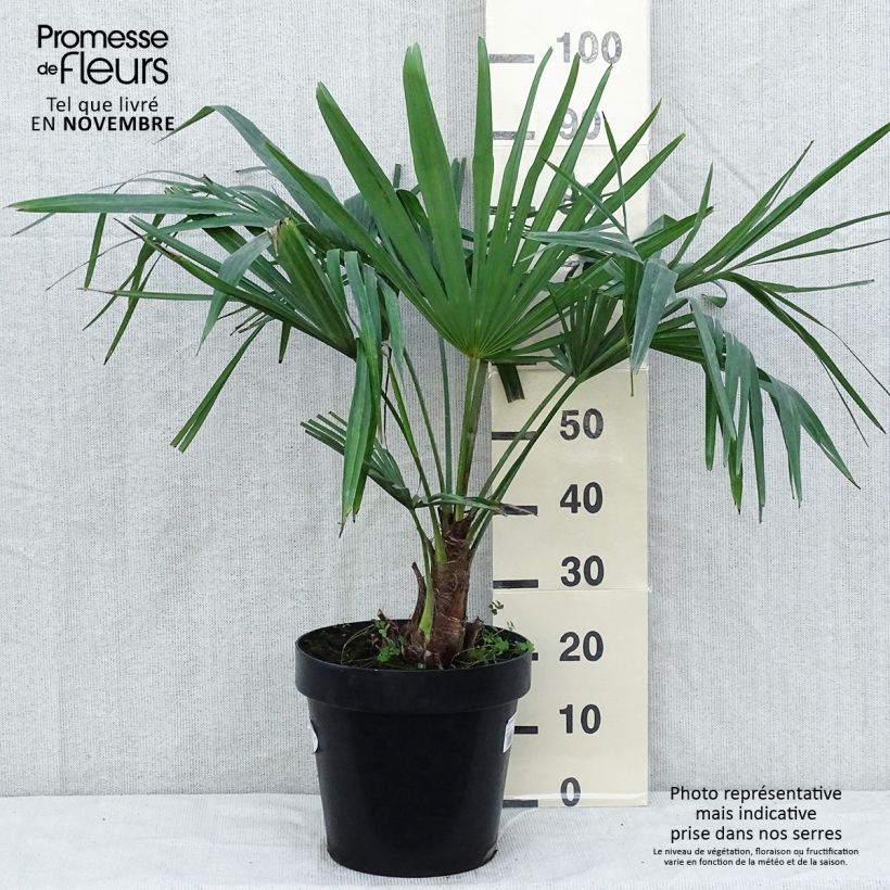 Spécimen de Palmier de Chine - Trachycarpus fortunei  Pot de 7,5L/10L, Stipe de 20 cm tel que livré en automne