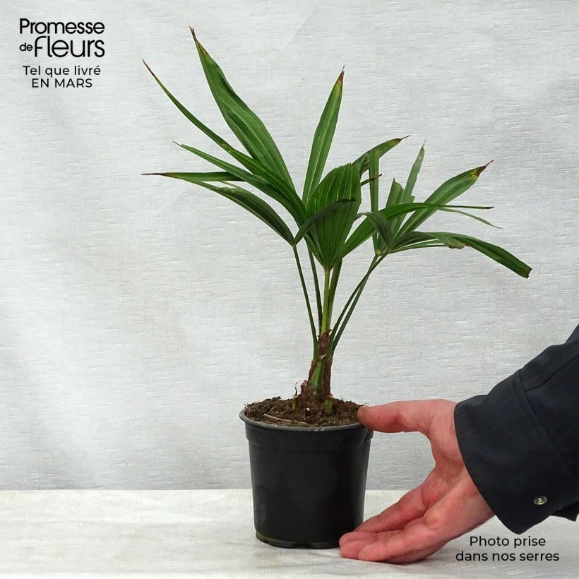 Example of Trachycarpus latisectus - Palmier Windamere Pot de 12 cm / 13 cm as you get in printemps
