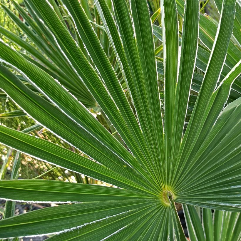 Trachycarpus wagnerianus - Palmier miniature (Foliage)