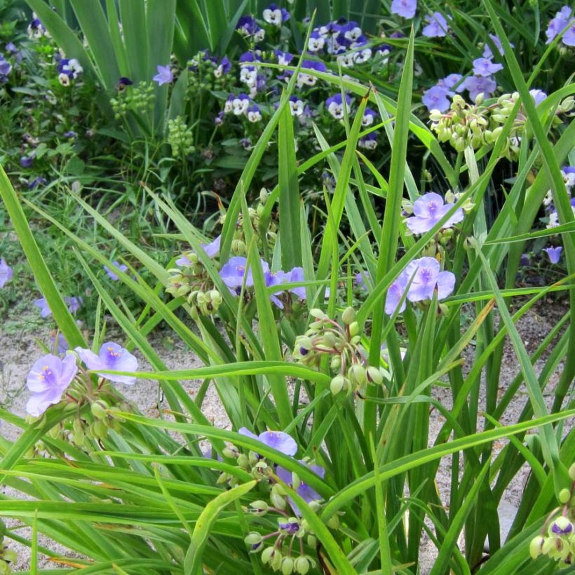 Ephémère de Virginie - Tradescantia andersoniana Little Doll (Plant habit)