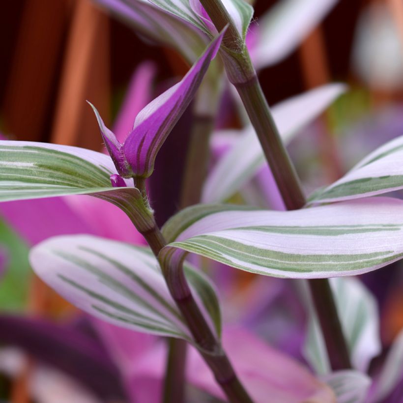 Tradescantia cerinthoides Sweetness (Feuillage)