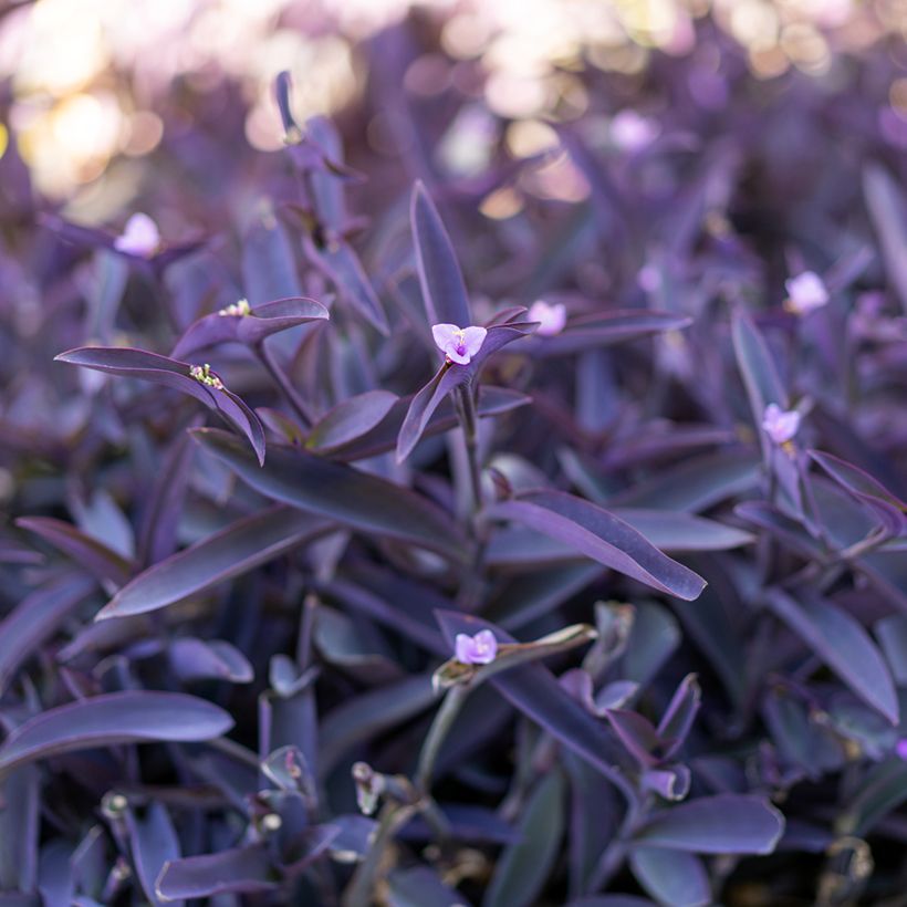 Tradescantia pallida Purple Heart - Misère pourpre (Feuillage)