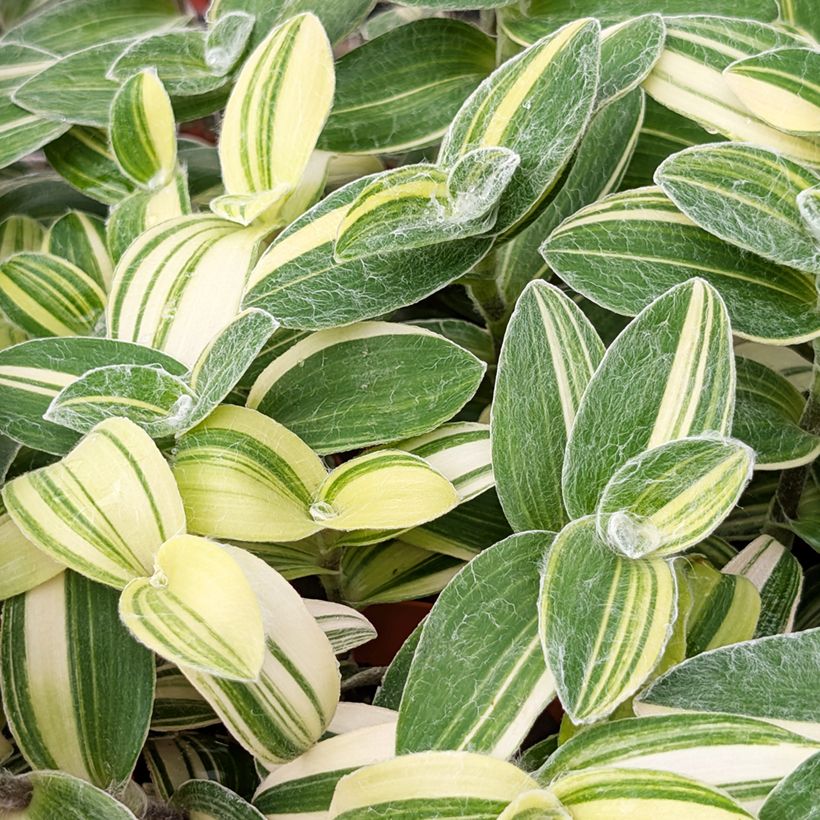 Tradescantia sillamontana Variegata - Misère laineuse (Foliage)