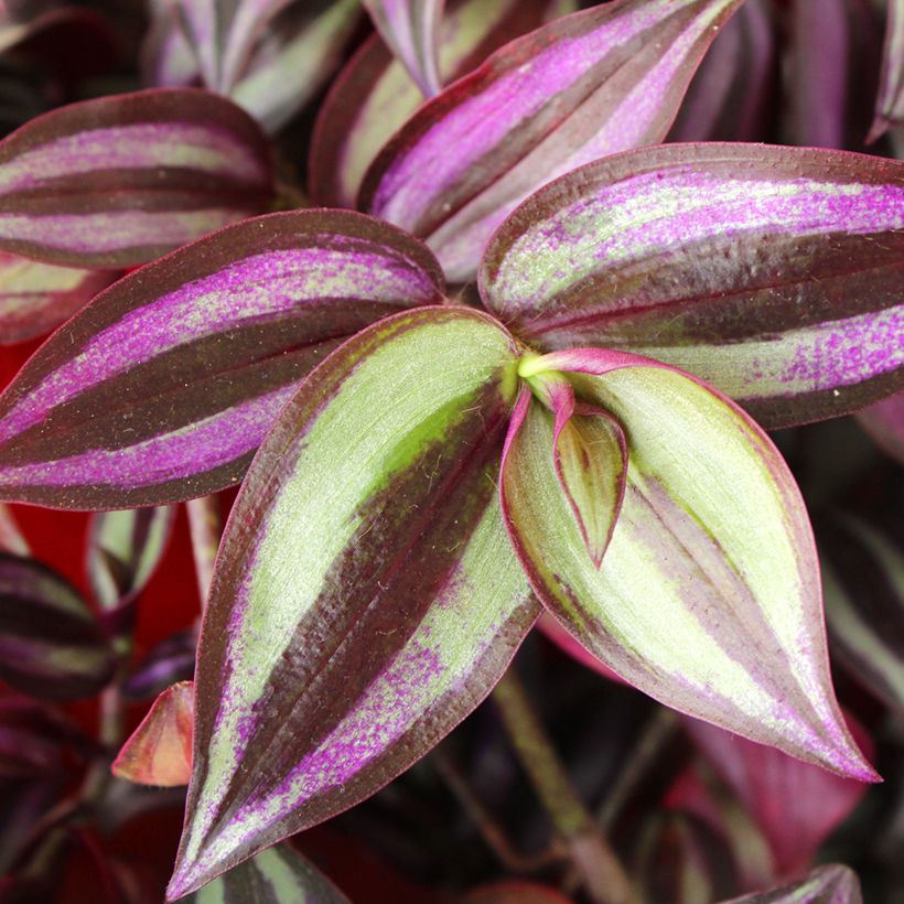 Tradescantia zebrina Pink Joy (Foliage)