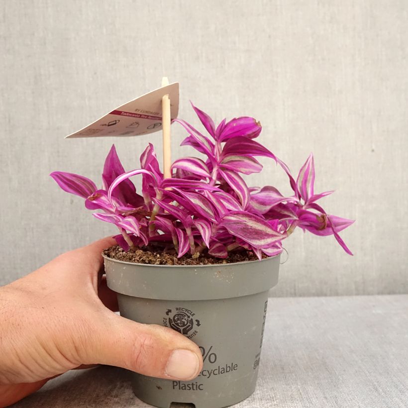 Spécimen de Tradescantia zebrina Pink Paradise Pot de 12 cm / 13 cm tel que livré au printemps