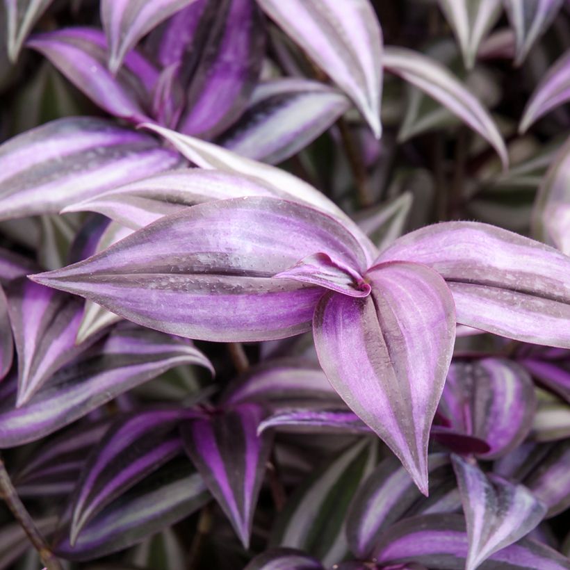 Tradescantia zebrina Purple Joy (Foliage)