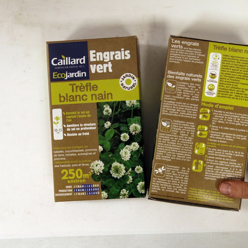 Exemple de spécimen de Trèfle blanc nain - Engrais vert Boîte 250 m² tel que livré