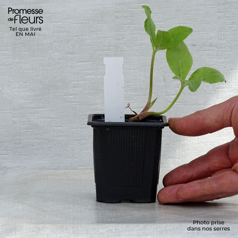 Spécimen de Trèfle d'eau - Menyanthes trifoliata Godet de 8/9 cm tel que livré au printemps