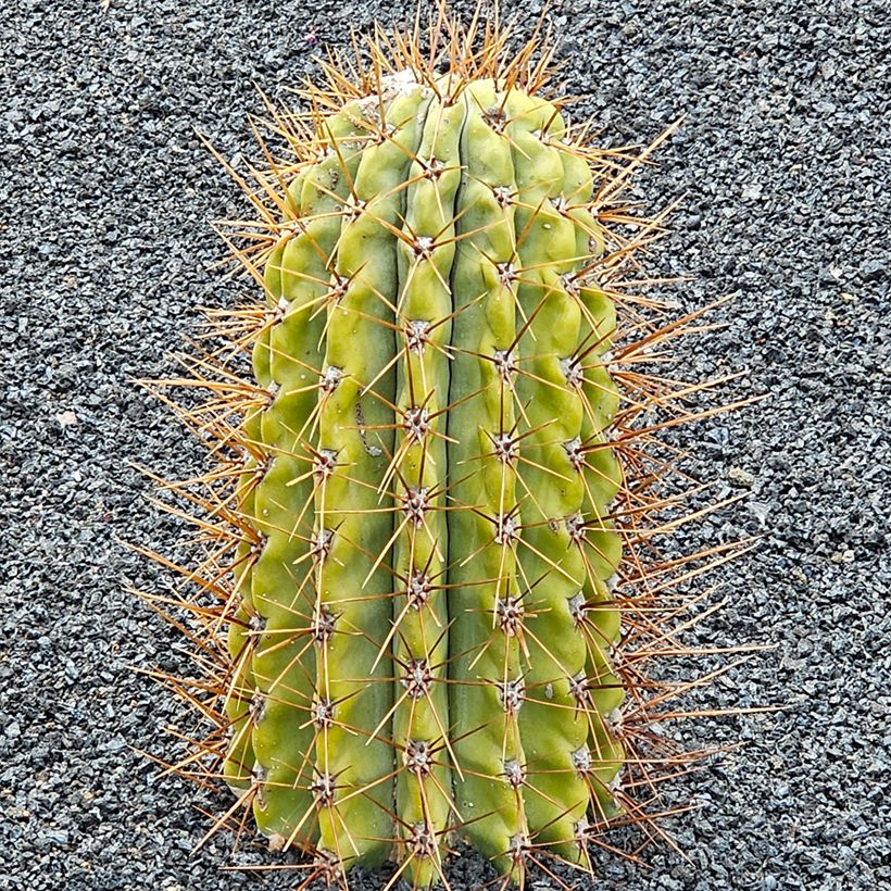 Trichocereus terscheckii - Cactus cierge (Port)