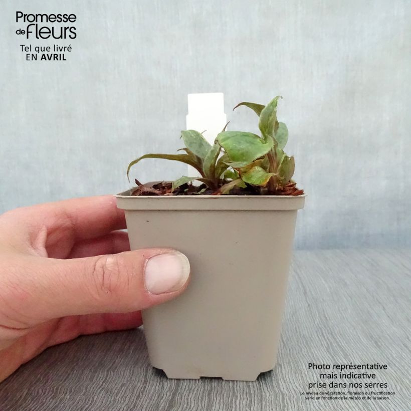 Spécimen de Tricyrtis Sinonome - Lis orchidée Godet de 8/9 cm tel que livré au printemps